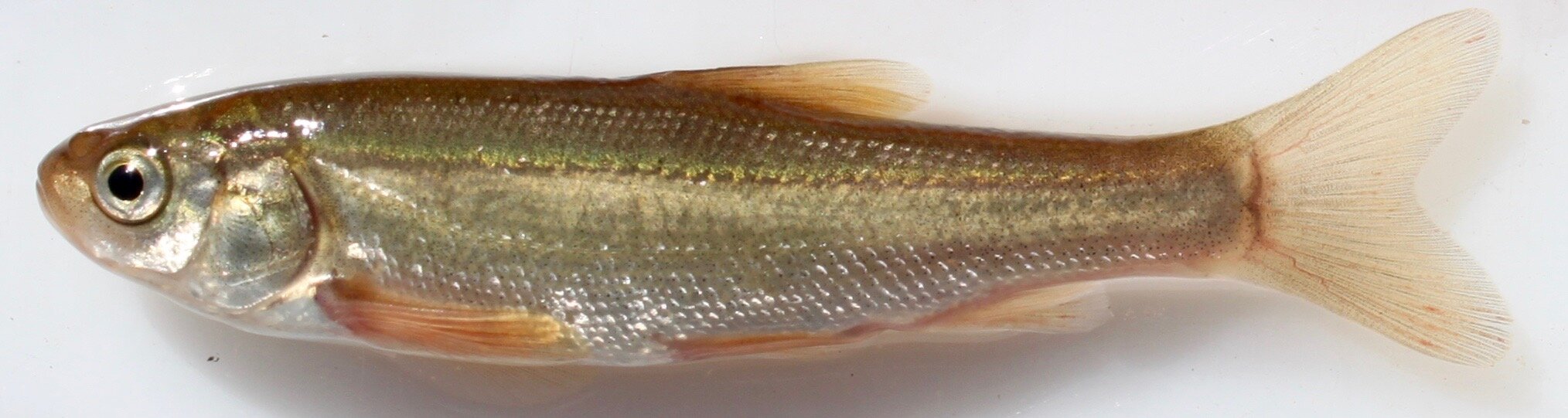 CCGP — Siphateles bicolor (Tui Chub)